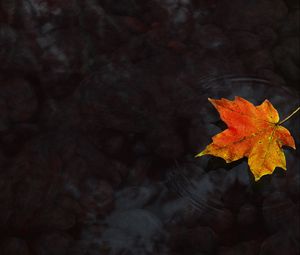 Preview wallpaper water, maple leaf, autumn, maple