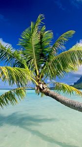 Preview wallpaper water, palm, trees, beach, sky, vacation