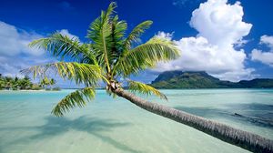 Preview wallpaper water, palm, trees, beach, sky, vacation