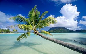 Preview wallpaper water, palm, trees, beach, sky, vacation