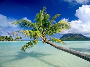 Preview wallpaper water, palm, trees, beach, sky, vacation