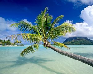 Preview wallpaper water, palm, trees, beach, sky, vacation