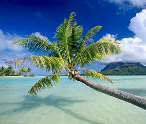 Preview wallpaper water, palm, trees, beach, sky, vacation