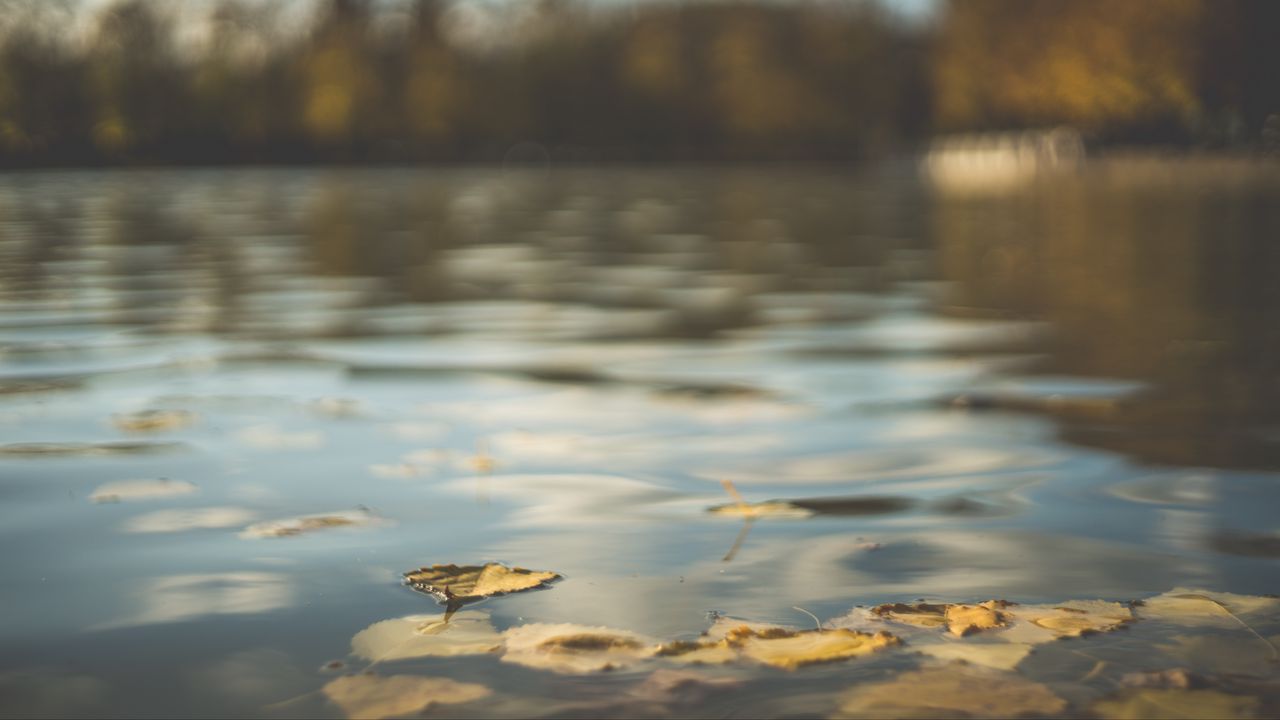 Wallpaper water, pond, leaves, fallen leaves, autumn