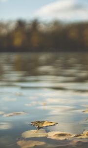 Preview wallpaper water, pond, leaves, fallen leaves, autumn