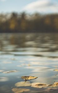 Preview wallpaper water, pond, leaves, fallen leaves, autumn