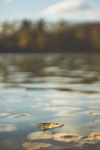 Preview wallpaper water, pond, leaves, fallen leaves, autumn