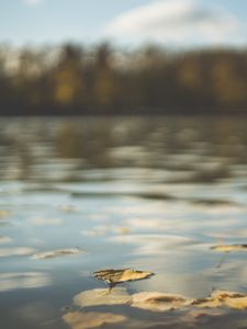 Preview wallpaper water, pond, leaves, fallen leaves, autumn