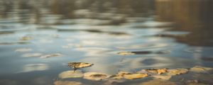 Preview wallpaper water, pond, leaves, fallen leaves, autumn