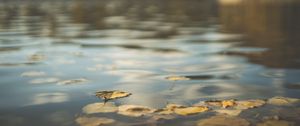 Preview wallpaper water, pond, leaves, fallen leaves, autumn