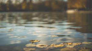 Preview wallpaper water, pond, leaves, fallen leaves, autumn