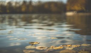 Preview wallpaper water, pond, leaves, fallen leaves, autumn