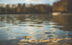 Preview wallpaper water, pond, leaves, fallen leaves, autumn