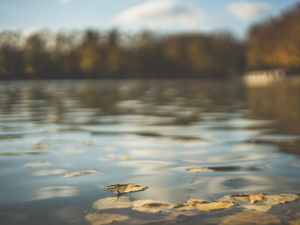 Preview wallpaper water, pond, leaves, fallen leaves, autumn