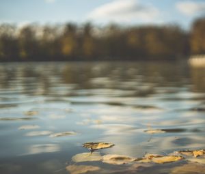 Preview wallpaper water, pond, leaves, fallen leaves, autumn