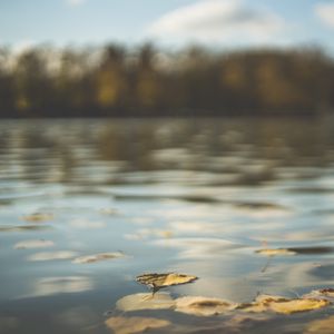 Preview wallpaper water, pond, leaves, fallen leaves, autumn