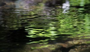 Preview wallpaper water, pond, ripples, circles, nature