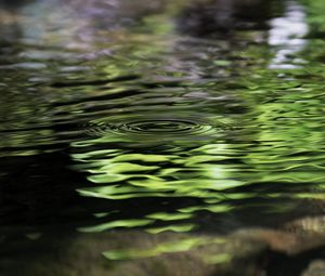 Preview wallpaper water, pond, ripples, circles, nature