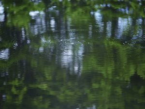 Preview wallpaper water, pond, ripples, circles