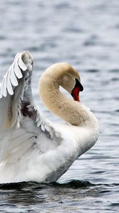 Preview wallpaper water, ripples, bird, white swan