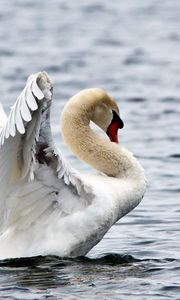 Preview wallpaper water, ripples, bird, white swan