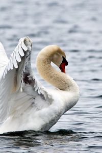 Preview wallpaper water, ripples, bird, white swan