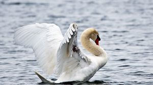 Preview wallpaper water, ripples, bird, white swan