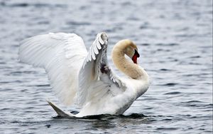 Preview wallpaper water, ripples, bird, white swan