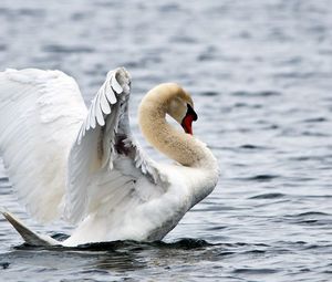 Preview wallpaper water, ripples, bird, white swan