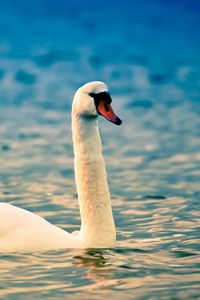 Preview wallpaper water, ripples, white, swan, neck, bird