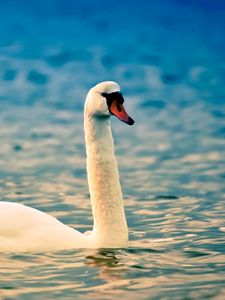 Preview wallpaper water, ripples, white, swan, neck, bird