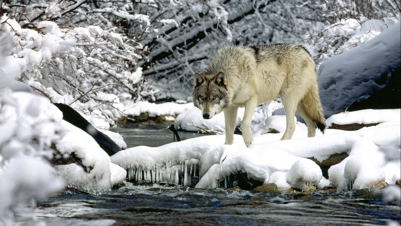 Wallpaper water, river, snow, spring, wolf