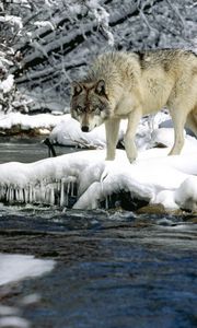 Preview wallpaper water, river, snow, spring, wolf
