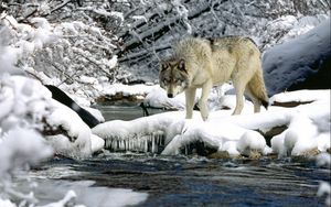 Preview wallpaper water, river, snow, spring, wolf