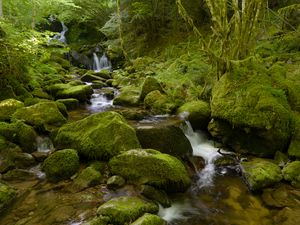 Preview wallpaper water, river, waterfall, stones, moss, greenery, nature