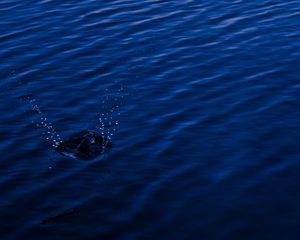 Preview wallpaper water, spray, splash, blue, dark