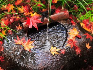 Preview wallpaper water, stream, leaves, autumn, stone