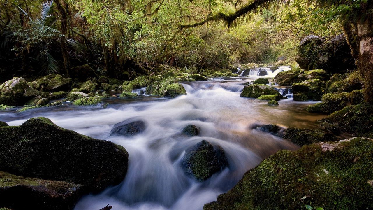 Wallpaper water, stream, river, stones, wood, moss, vegetation