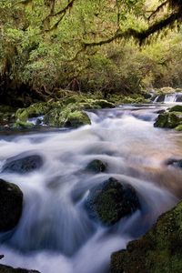 Preview wallpaper water, stream, river, stones, wood, moss, vegetation