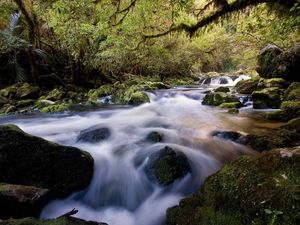 Preview wallpaper water, stream, river, stones, wood, moss, vegetation