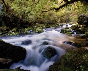 Preview wallpaper water, stream, river, stones, wood, moss, vegetation