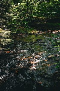 Preview wallpaper water, stream, stones, trees, forest, dark, nature