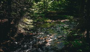 Preview wallpaper water, stream, stones, trees, forest, dark, nature