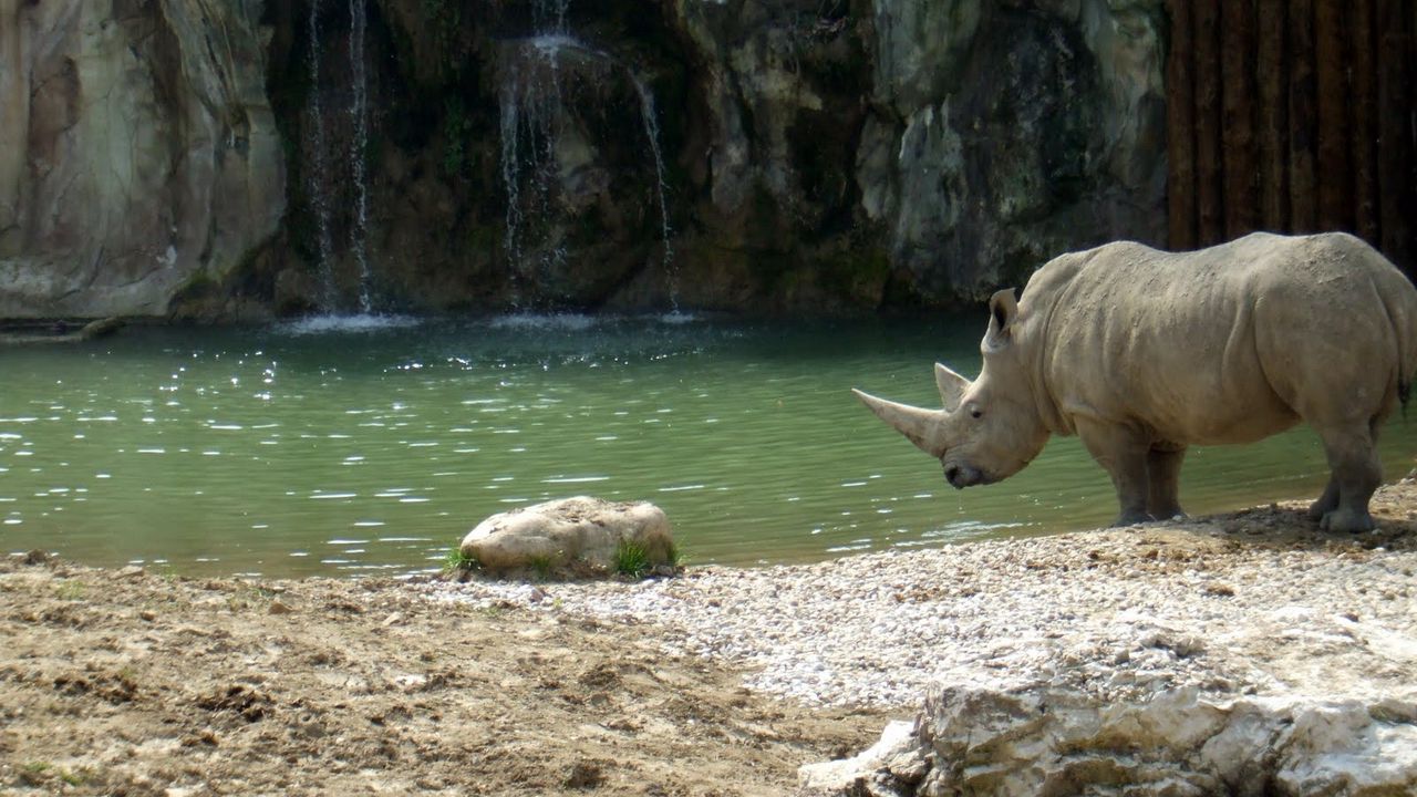 Wallpaper water, waterfall, rocks, sand, river, rhino