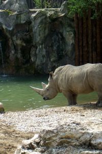 Preview wallpaper water, waterfall, rocks, sand, river, rhino