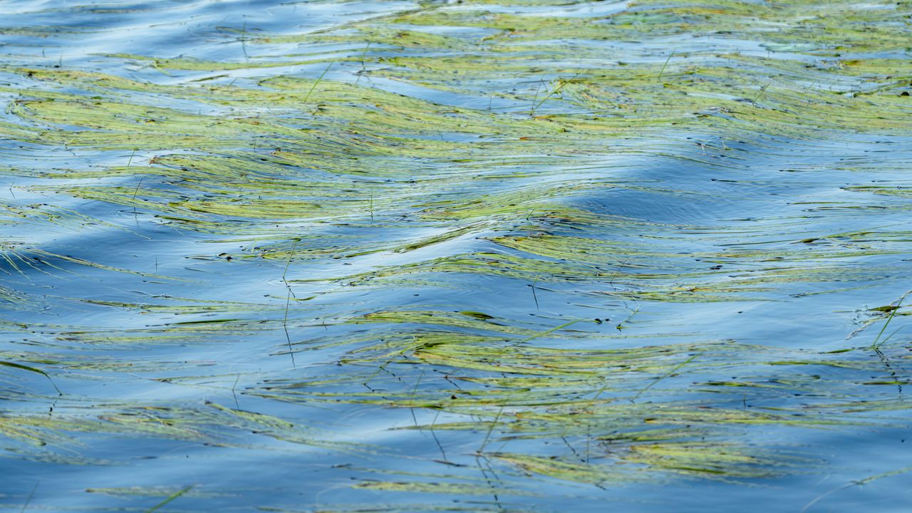 Wallpaper water, waves, grass, algae