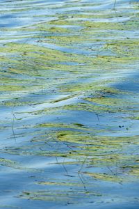 Preview wallpaper water, waves, grass, algae