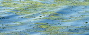 Preview wallpaper water, waves, grass, algae