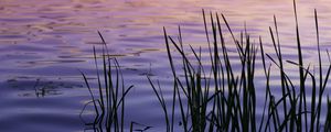 Preview wallpaper water, waves, grass, silhouettes, purple, dark