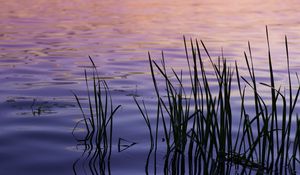 Preview wallpaper water, waves, grass, silhouettes, purple, dark